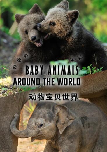 2018纪录片《动物宝贝世界》迅雷下载_中文完整版_百度云网盘720P|1080P资源